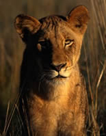 The Rosamond Gifford Zoo Image
