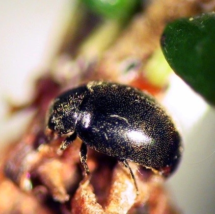 Hemlock Woolly Adelgid