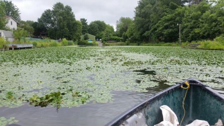 Water Chestnuts Pic