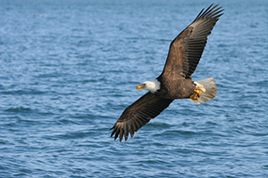 Bald Eagles Are Back