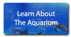Learn About The Aquarium