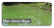 Blue Green Algae