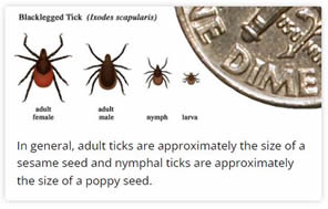 CDC - Relative sizes of blacklegged ticks (Ixodes scapularis) at different life stages