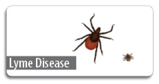 Lyme disease